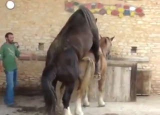 Nice-dicked horse showing off that boner