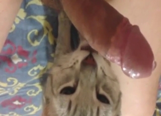 Cat gives him a nice blowjob so he's happy