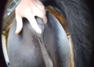 Black pony with a big pussy gets to enjoy rubbing