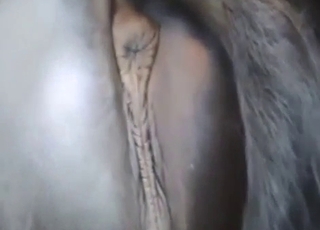 Black pony with a big pussy gets to enjoy rubbing