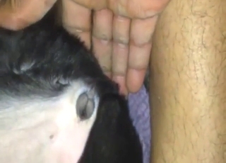 Dog's oozing, musky hole is used for pleasure