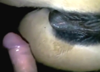 Bestiality sex with a slutty beast taking it deep