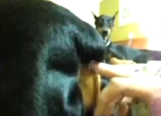 Zoo porn looks great with that black dog cumming