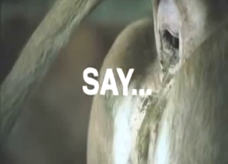 Zoophile folks will appreciate a cow shitting