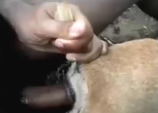 Zoophile porn from Thailand: dog takes it well