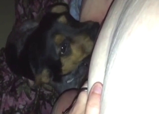 Black dog pleasing a zoophile's pussy here