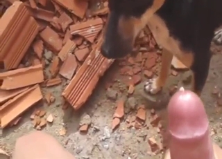 Random dog approaches a guy to lick his D
