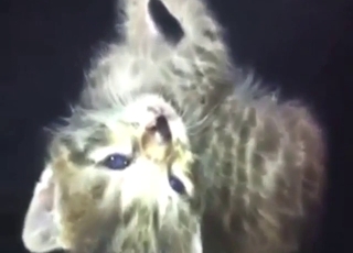 Titty licker kitten gets aroused in a POV movie