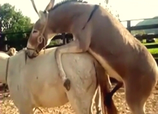 Every zoophile should be watching donkey porn