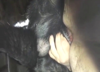 Anal-loving zoophile now has a big knotty issue