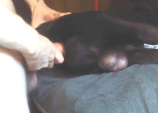 Sideways bestiality sex with a black beast