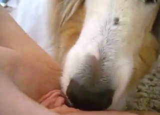 Hard-working doggo licking that zoophile vag