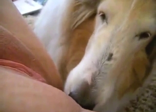 Hard-working doggo licking that zoophile vag