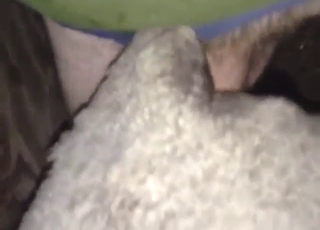 Sheep-fucking dude is going to explore it