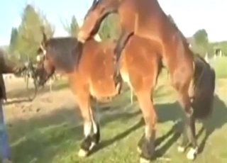 Outdoor fuck scene shows horses fucking hard