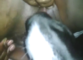 Black zoophile lady gets licked by her sexy dog