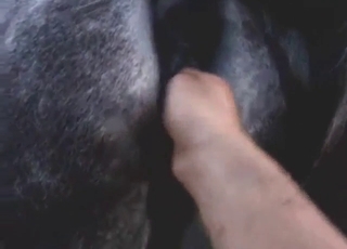 Peak bestiality sex with a black beast taking it