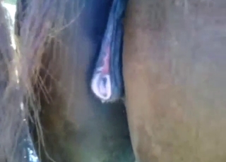 Squirting in zoophile porn: mare fucked too well