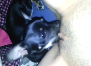 Black dog loves zoo sex: oral pleasure in HQ