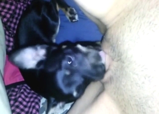 Black dog loves zoo sex: oral pleasure in HQ