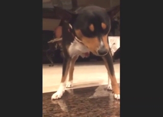 Hot zoo porn movie building up to a handjob