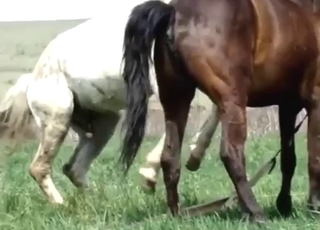 Close-up action with two horses that fuck hard