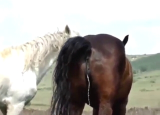 Close-up action with two horses that fuck hard