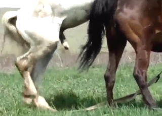 Close-up action with two horses that fuck hard