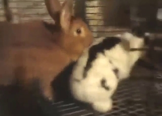 Rabbit-on-rabbit fucking with lots of legit orgasm