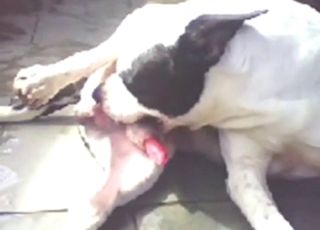 Solo Pitbull sucking his own penis for fun