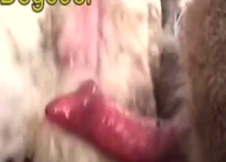 Sheep gets fucked by a dog in a messy movie