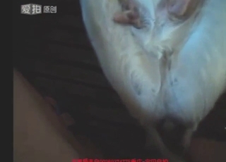 Dude uses his cock to fuck-punish a sexy goat