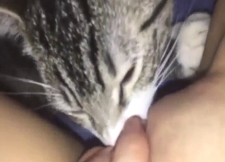 Cat with a crafty tongue wants that pussy