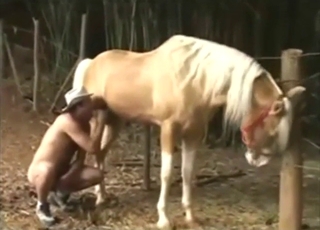 Stallion is going to flaunt its cock to seduce