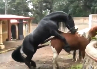 Black stallion fucks a brown mare from behind
