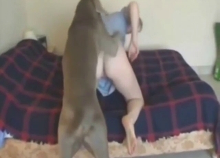 Dog with a nice dick fucking a submissive lady