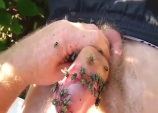 Zoophile flaunts that crotch with flies all over