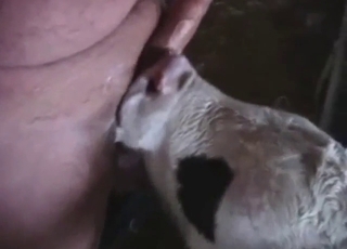 Zoophile porn with a guy getting sucked off