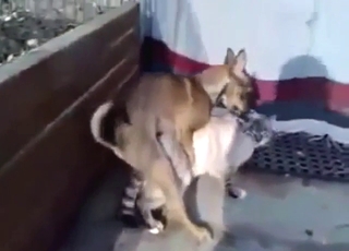 Bestiality sex shows a cat with a dog, fucking