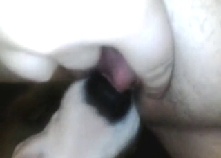 Zoo porn movie showing a sexy dog doing it