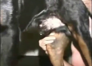 Bestiality sex with a dog getting rimmed hard