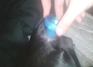 Zoo sex anal porn with a black dog that gets off