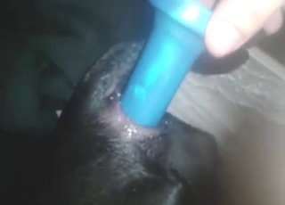 Zoo sex anal porn with a black dog that gets off