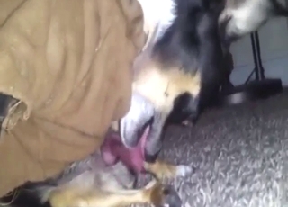 Dog-on-dog fucking with two sexy animals