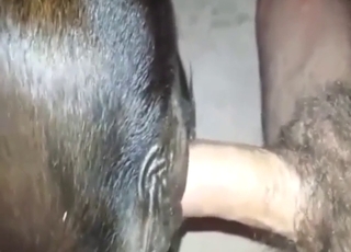 Calf is going to get ripped apart by a hot guy