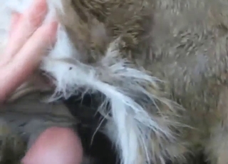 Nice fuck with a guy who knows how to fuck deer