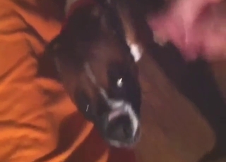 Slutty boxer dog is going to take his hot semen