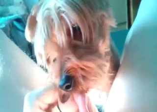 Well-hung zoophile with a brown dog on his dick