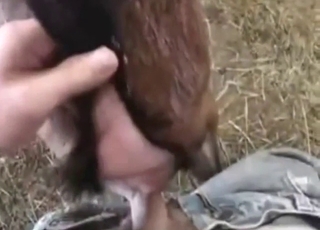Dude fucks a brown goat's ass from behind