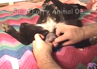 Dildo bestiality porn with a sexy animal moaning